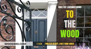 Reviving Your Lavender: A Guide to Pruning Down to the Wood