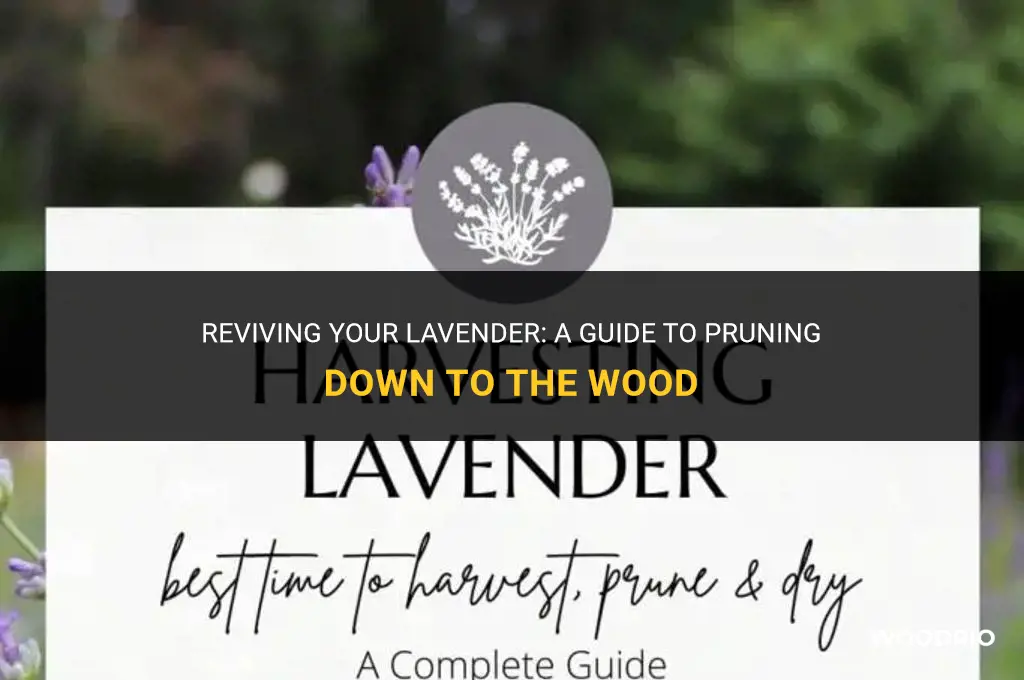 can i cut lavender down to the wood