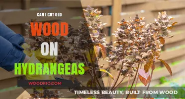 Reviving Old Wood: A Guide to Cutting and Caring for Hydrangeas