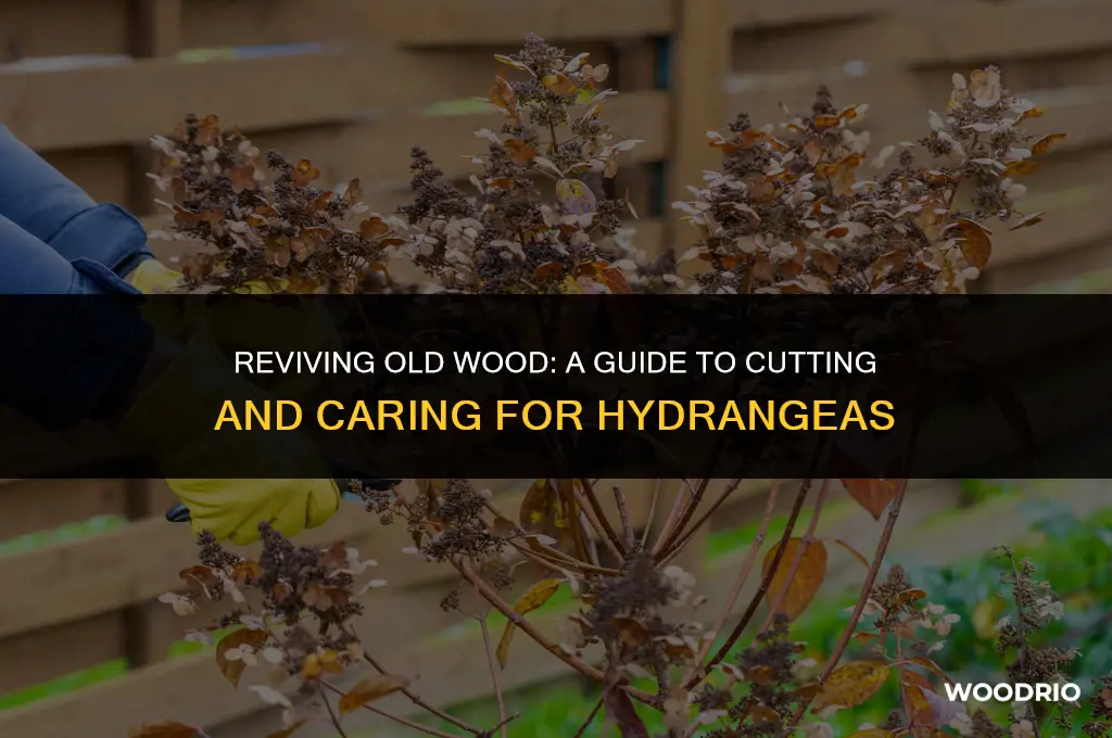 can i cut old wood on hydrangeas