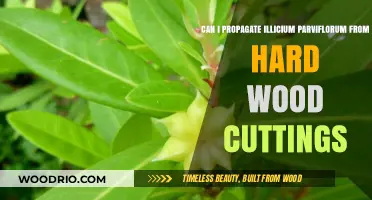 Propagating Illicium Parviflorum: A Guide to Hardwood Cuttings Success