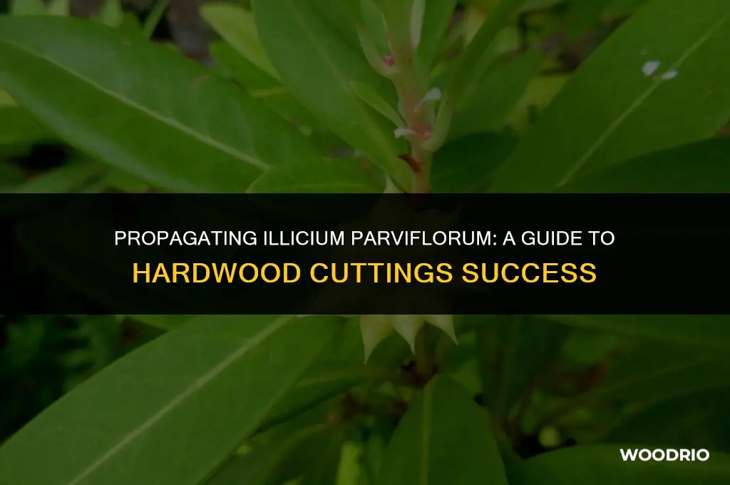 can i propagate illicium parviflorum from hard wood cuttings