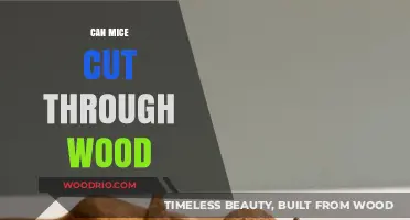 Exploring the Surprising Carpenter Skills of Mice: Can They Really Cut Through Wood?