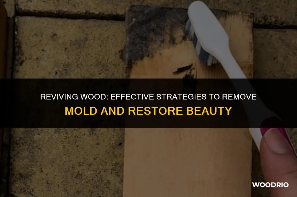 can mold be removed from wood