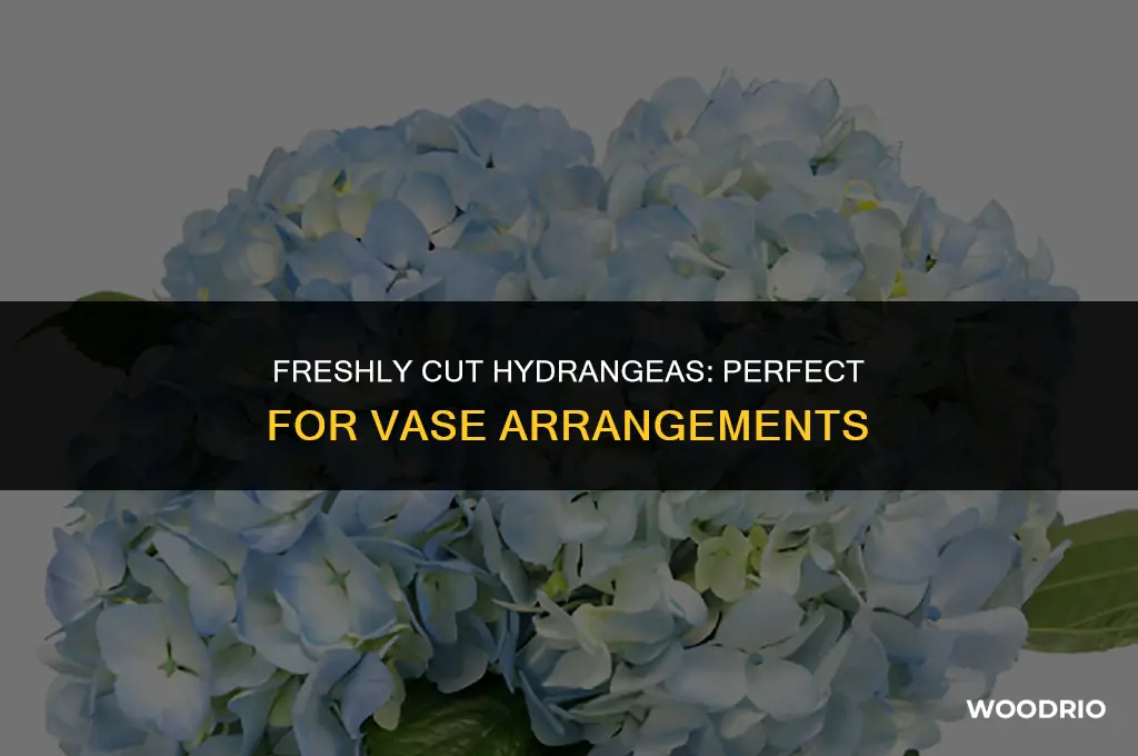 can new wood hydrangea cut for a vase be