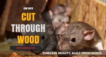 Rats' Surprising Ability to Gnaw Through Wood: Facts and Myths