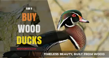 Where to Buy Wood Ducks: A Guide for Enthusiasts