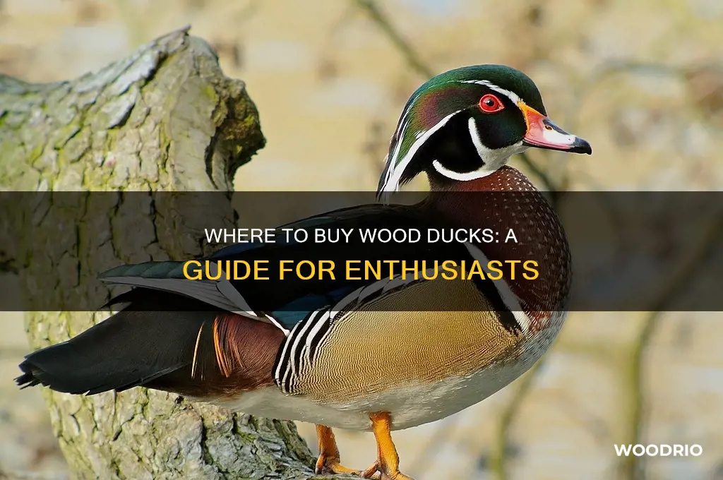can u buy wood ducks