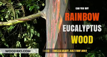 Where to Buy Rainbow Eucalyptus Wood: A Colorful Lumber Guide