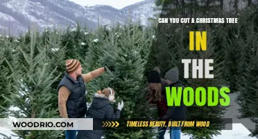 Festive Forestry: Can You Cut Your Own Christmas Tree?