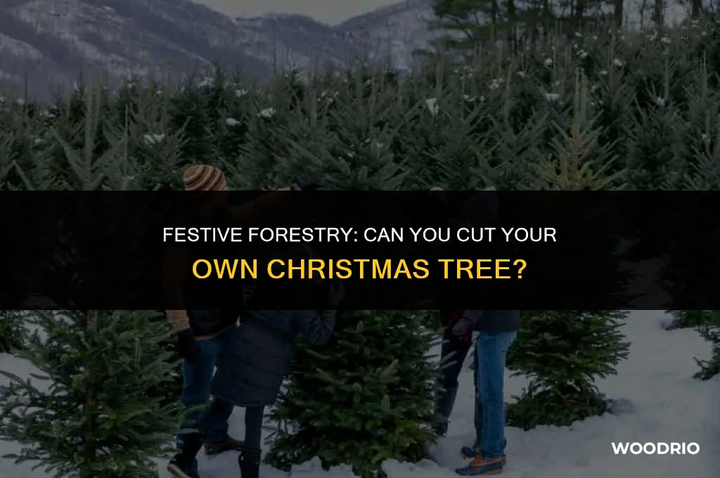 can you cut a christmas tree in the woods