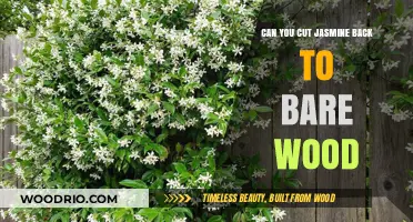 Reviving Jasmine: The Art of Pruning to Bare Wood for Optimal Growth