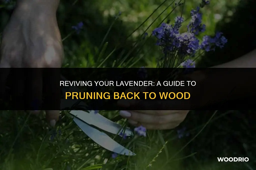 can you cut lavendar back to wood