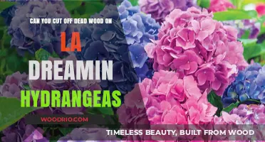 Pruning Dead Wood on LA Dreamin' Hydrangeas: A Guide