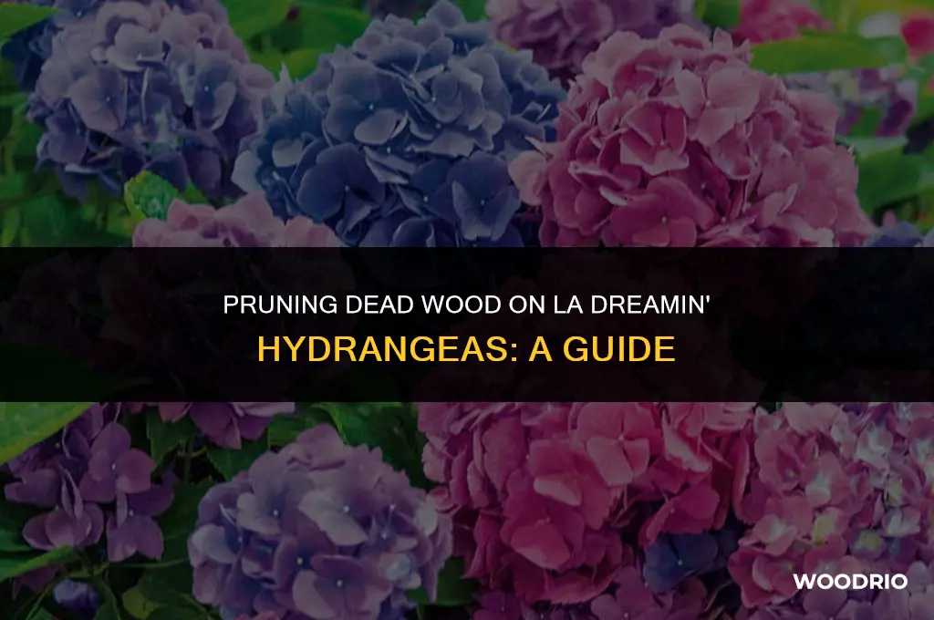 can you cut off dead wood on la dreamin hydrangeas