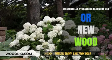 Annabelle Hydrangeas: Blooming on Old or New Wood Explained
