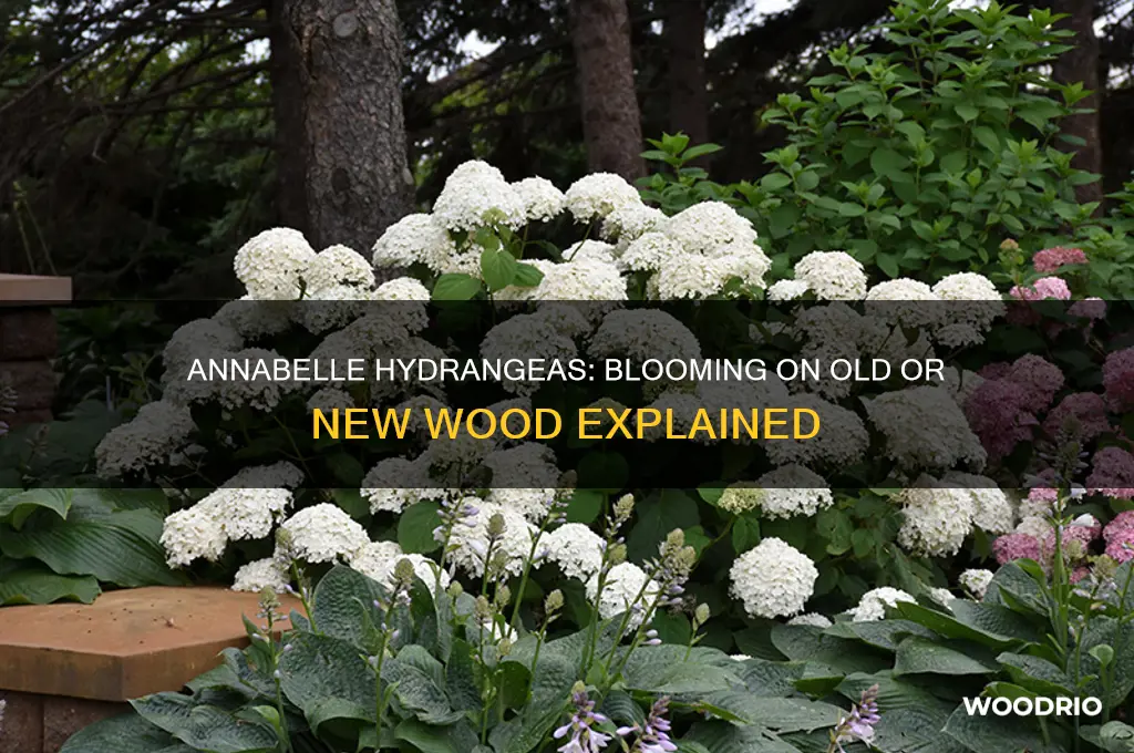do annabelle hydrangeas bloom on old or new wood