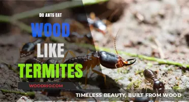 Do Ants Eat Wood Like Termites? A Comparative Analysis