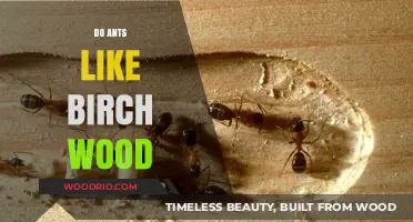 Exploring Ant Preferences: Do They Favor Birch Wood?