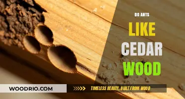 Exploring Ant Preferences: Do Ants Like Cedar Wood?