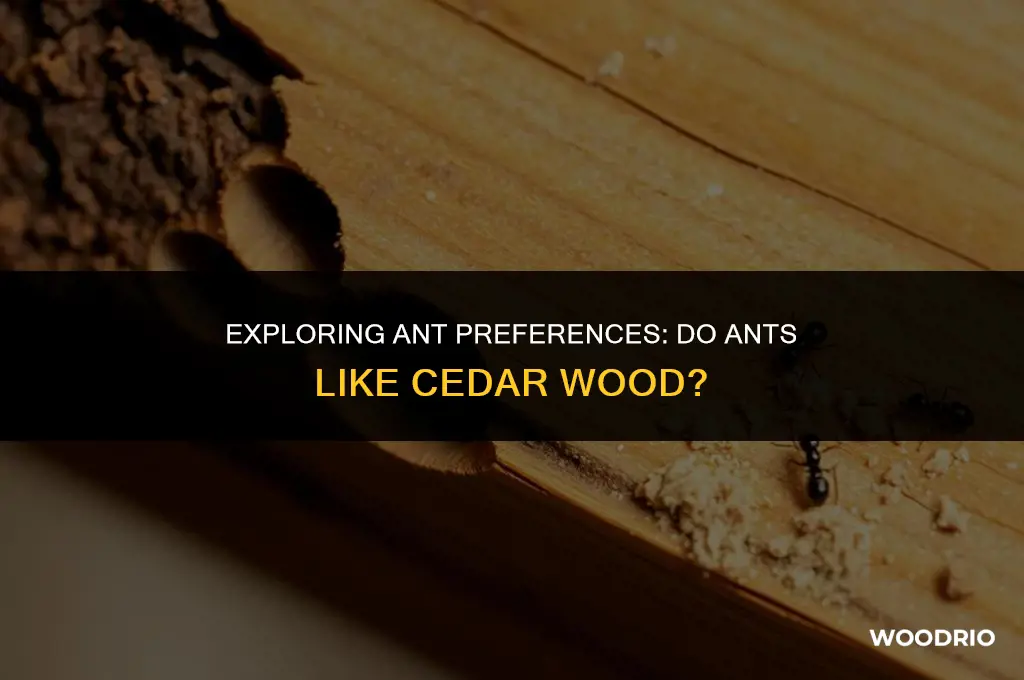 do ants like cedar wood