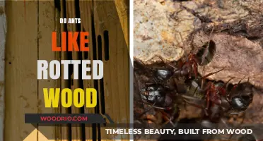 Nature's Little Architects: Why Ants Favor Rotted Wood for Their Colonies