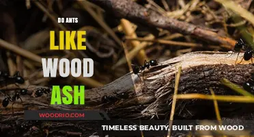 Exploring Ant Preferences: The Surprising Truth About Wood Ash