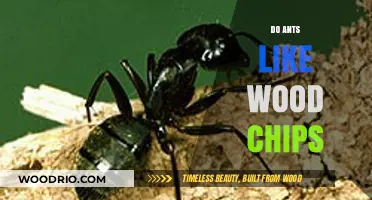 Exploring Ant Preferences: Do Wood Chips Make Their List?