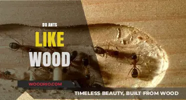 Exploring the Relationship Between Ants and Wood: A Detailed Analysis