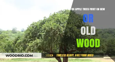 Apple Trees: Fruiting on New vs. Old Wood Explained