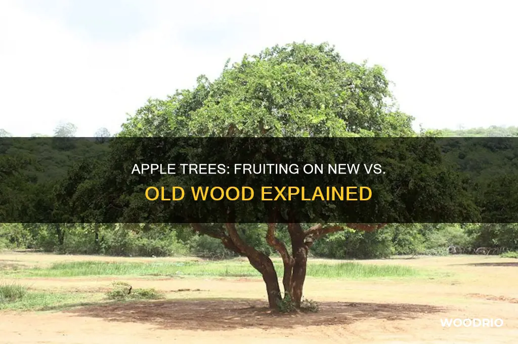 do apple trees fruit on new or old wood