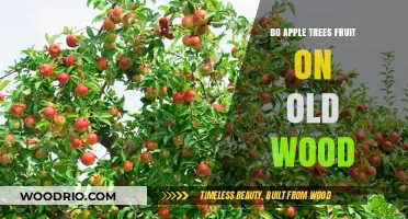 Do Apple Trees Fruit on Old Wood? Uncovering the Truth