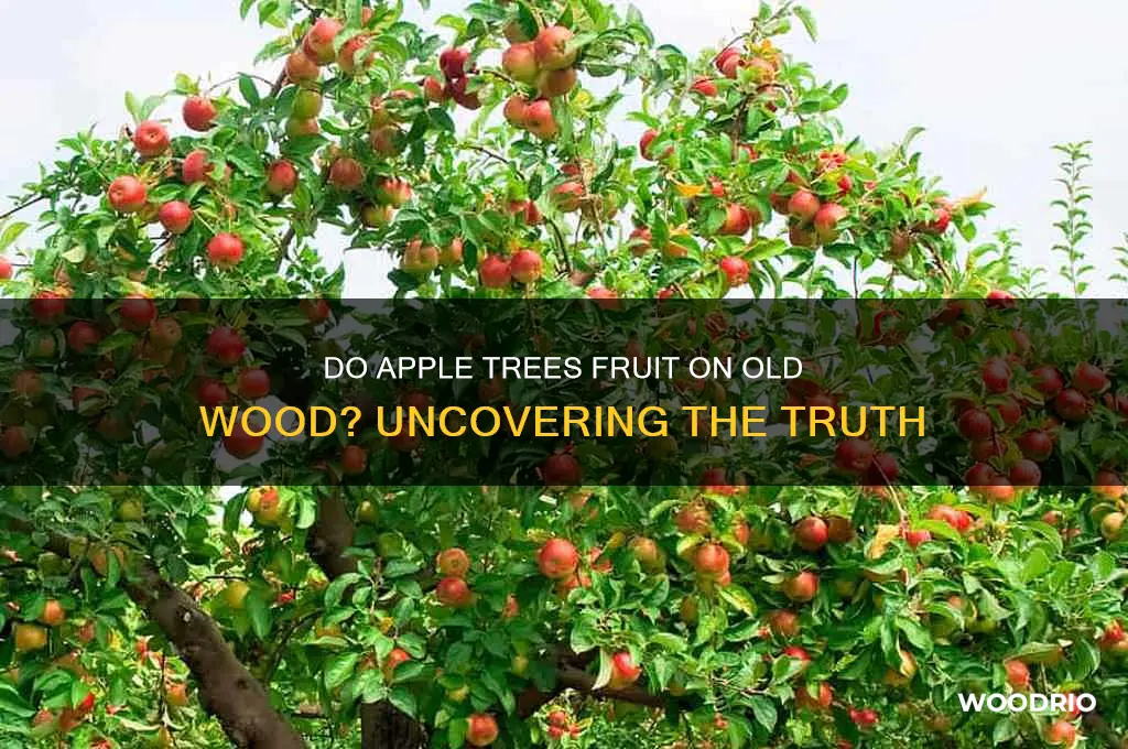 do apple trees fruit on old wood