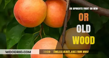 Apricot Trees: New or Old Wood for Fruit Production?