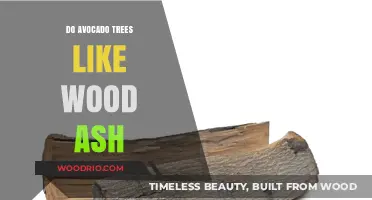 Nourishing Avocado Trees: The Benefits of Wood Ash