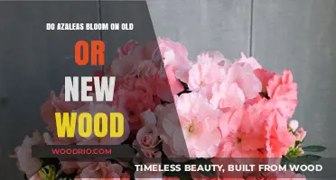Azaleas Blooming Secrets: Old Wood vs. New Wood Explained