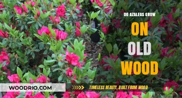 Do Azaleas Grow on Old Wood? Unveiling the Truth