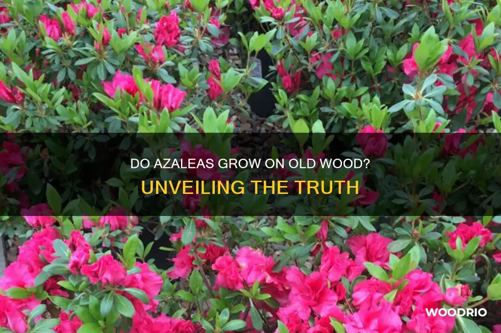 do azaleas grow on old wood