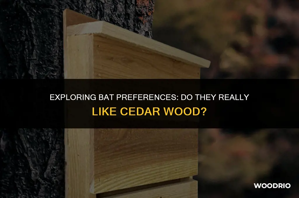 do bats like ceder wood