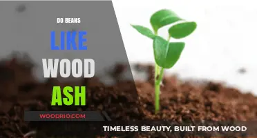 Enriching Soil Naturally: The Benefits of Wood Ash for Bean Plants