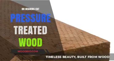 Do Beavers Eat Pressure Treated Wood? A Comprehensive Answer
