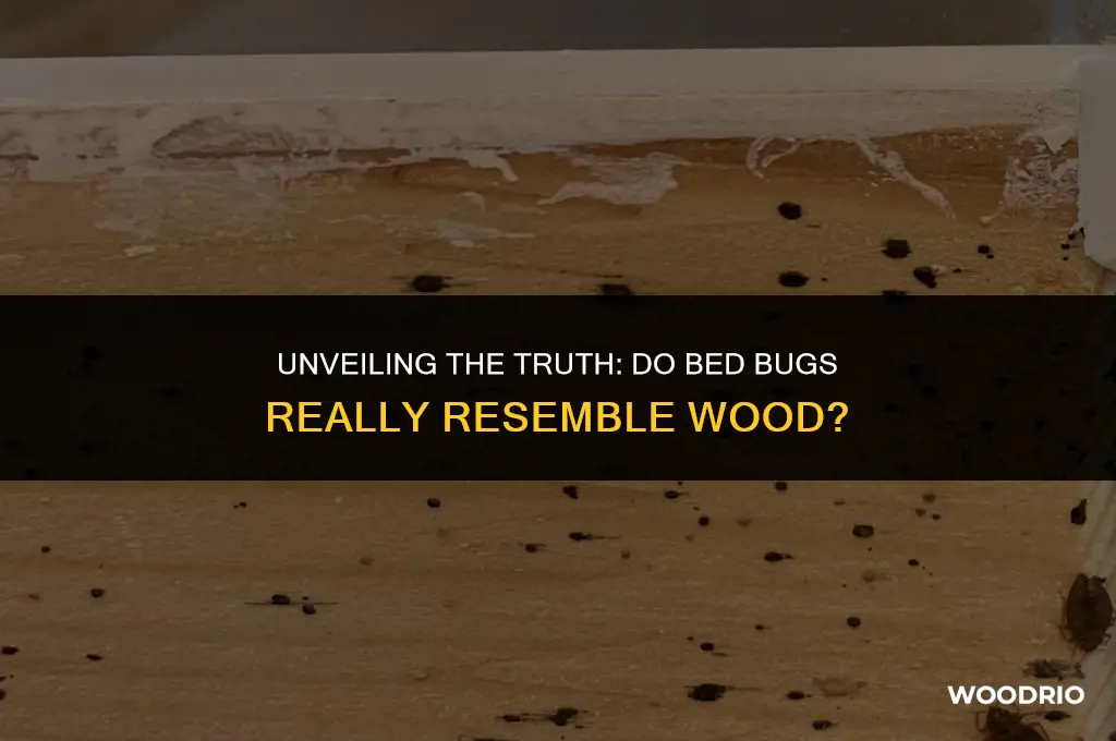 do bed bugs look like wood
