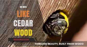 Nature's Harmony: Do Bees Find Comfort in Cedar Wood?