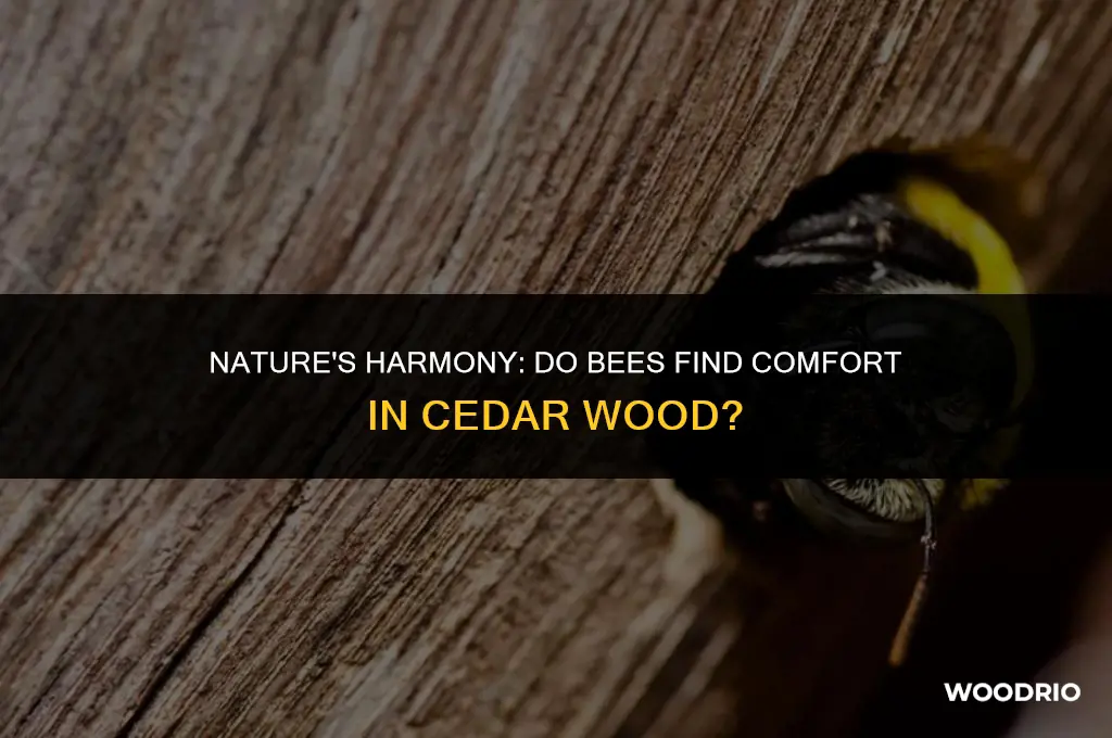 do bees like cedar wood