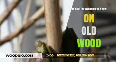 Do Bigleaf Hydrangeas Bloom on Old Wood? Gardening Insights