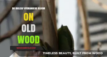 Bigleaf Hydrangeas: Blooming Secrets of Old Wood Explained