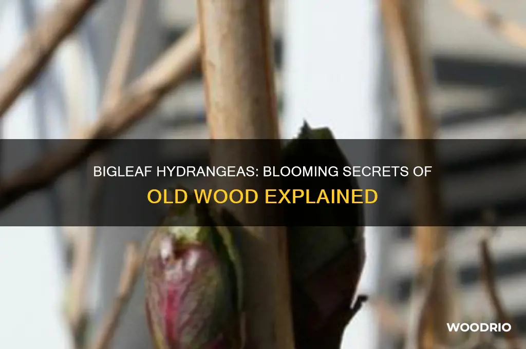 do bigleaf hydrangeas bloom on old wood