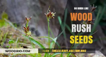 Wood Rush Seeds: A Feathered Favorite or Just Another Snack?