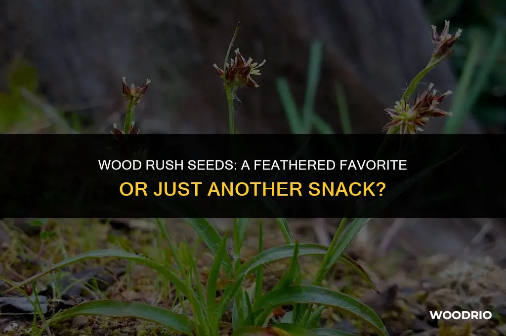 do birds like wood rush seeds