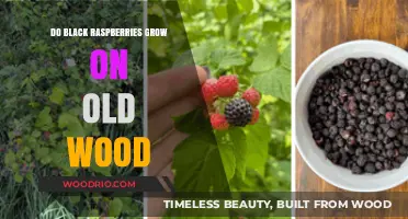 Do Black Raspberries Thrive on Old Wood? Unveiling the Truth